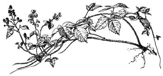 strawberry runners