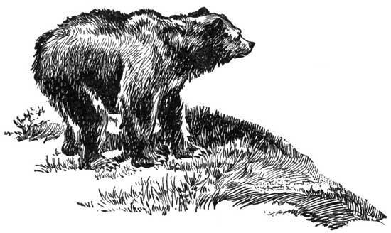 The bear