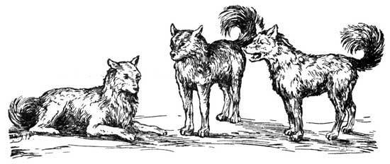 dogs