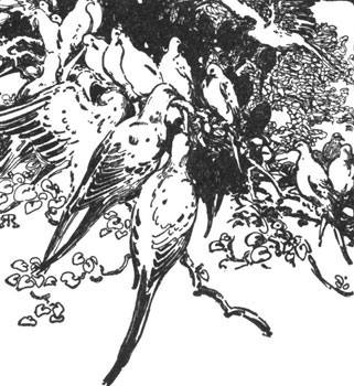 the birds