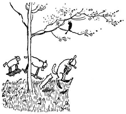 Sheep gambolling