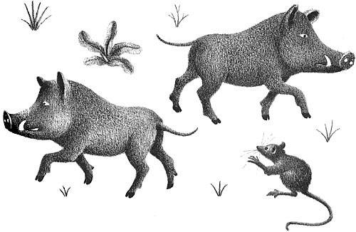 Illustration