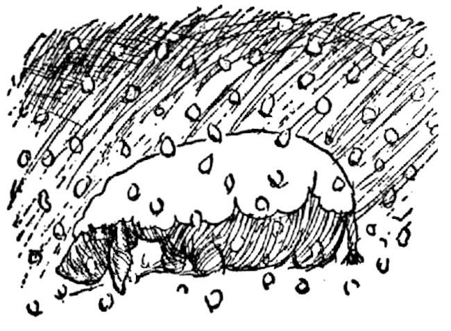 Illustration