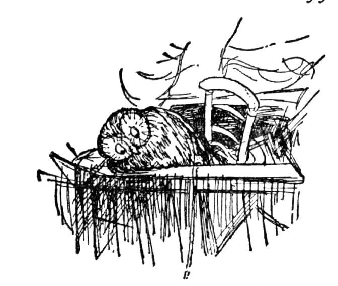 Illustration