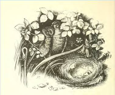 Hear what the mournful linnets say