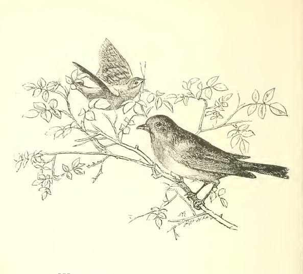 Wrens and robins