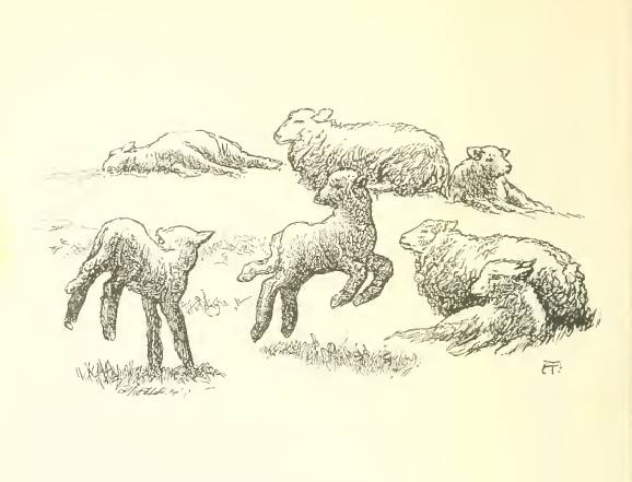 On the grassy banks