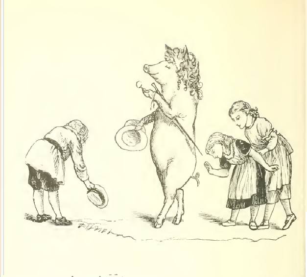 If a pig wore a wig