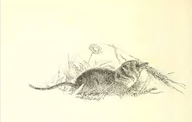 The city mouse
