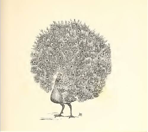 The peacock