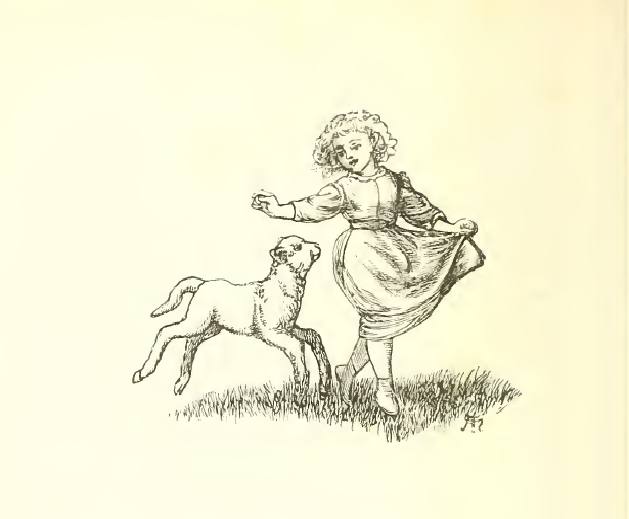 A frisky lamb