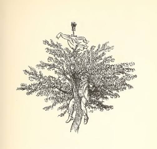 Currants on a bush