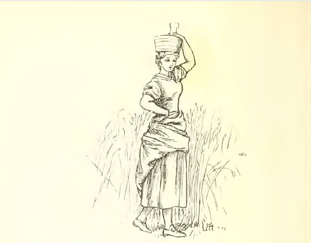 Rosy maiden Winifred