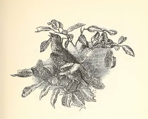 When a mounting skylark sings
