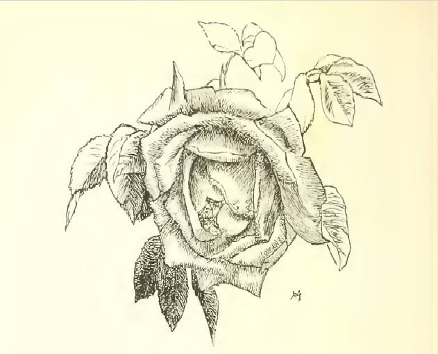 The lily has a smooth stalk