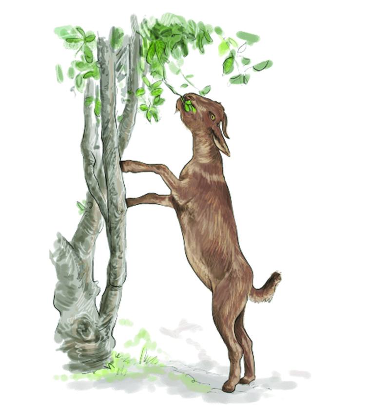 Picture for page 8
