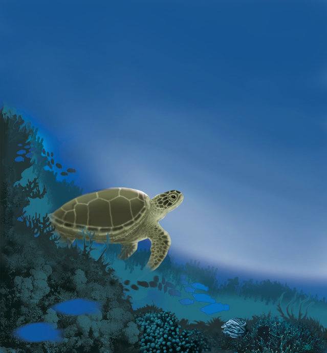 Picture for page 11